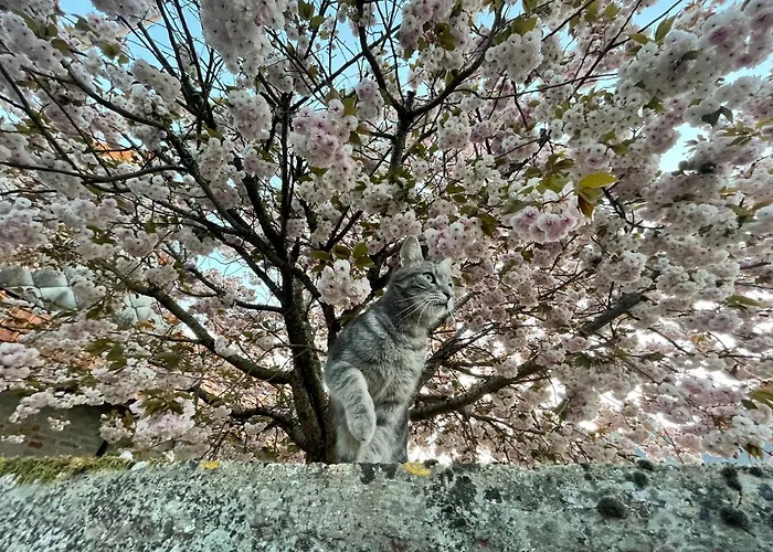Au Presbytère De Couette-café